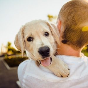 L’assurance pour chiens : quelles sont les possibilités ?