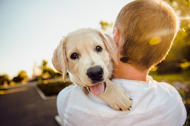 L’assurance pour chiens : quelles sont les possibilités ?